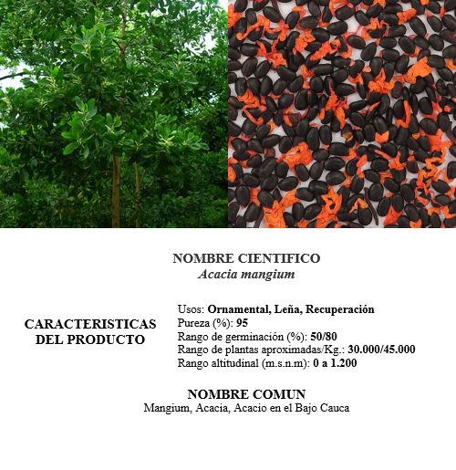 acacia mangium