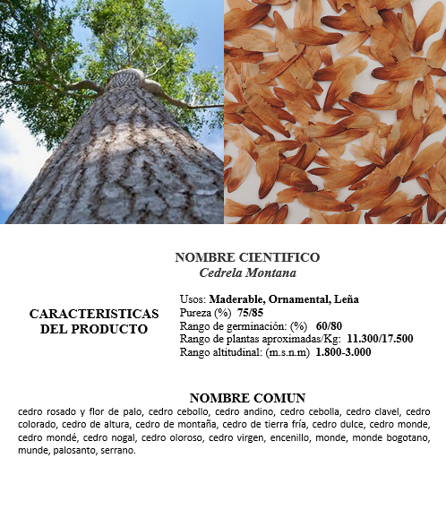 cedro de altura