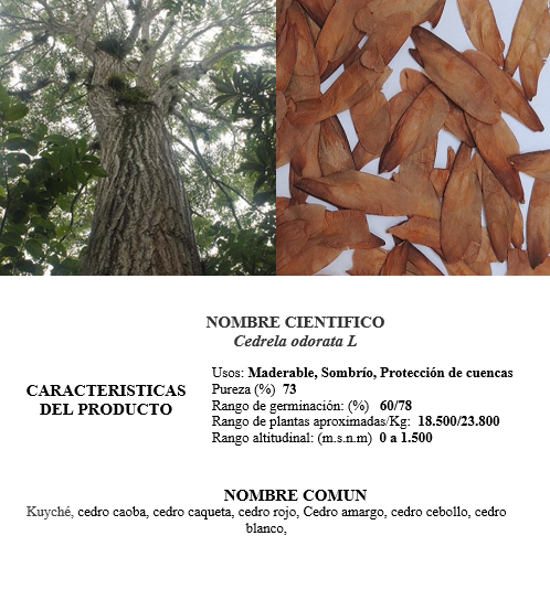 cedro rosado