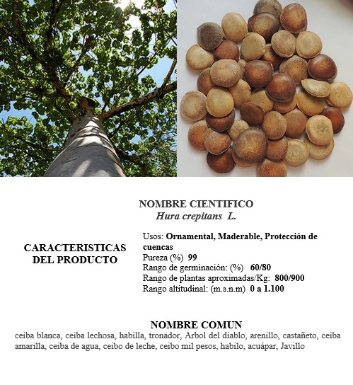 ceiba amarilla