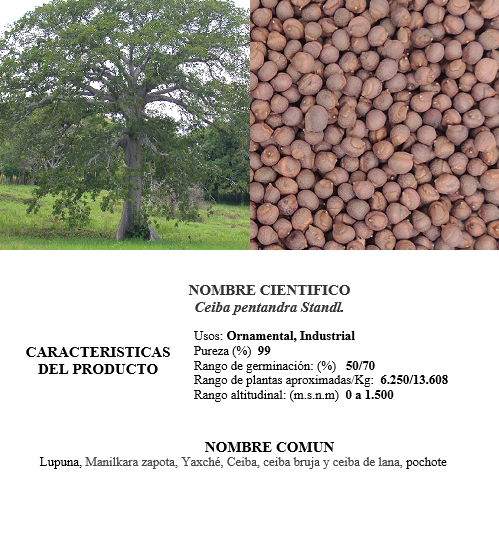 ceiba bonga
