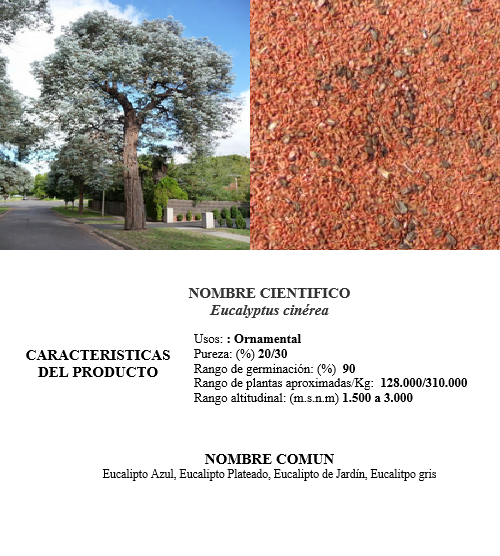 eucalipto cinerea