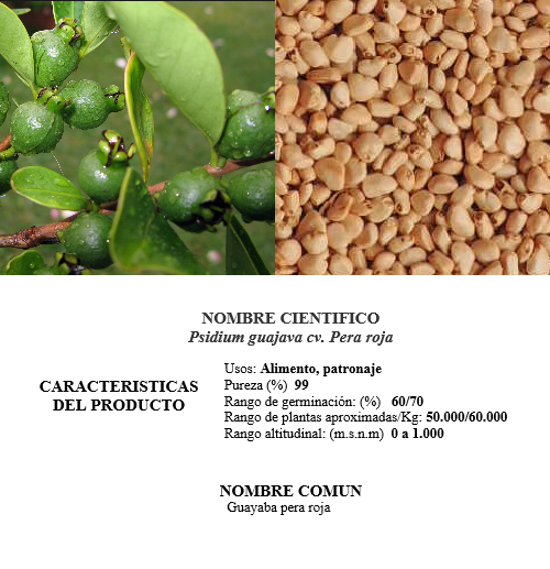 guayaba pera roja