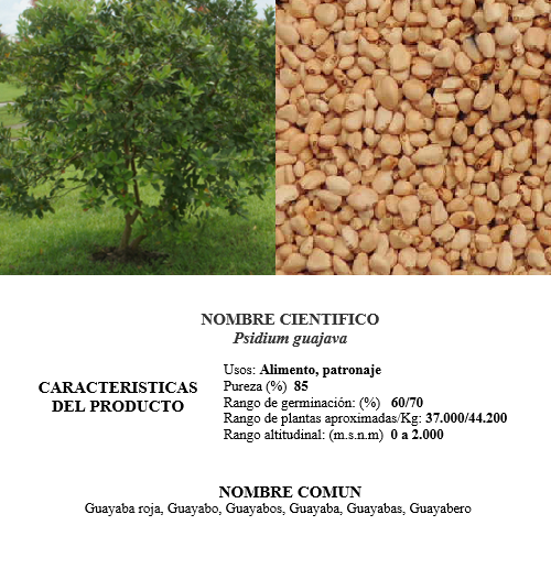 guayaba roja