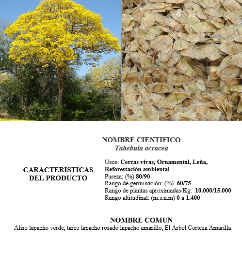 guayacan amarillo polvillo