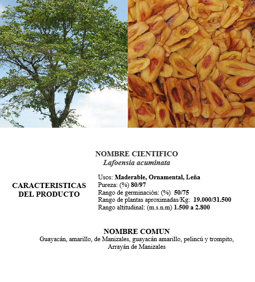 guayacan de manizales