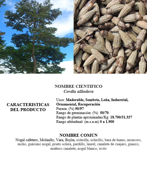nogal cafetero