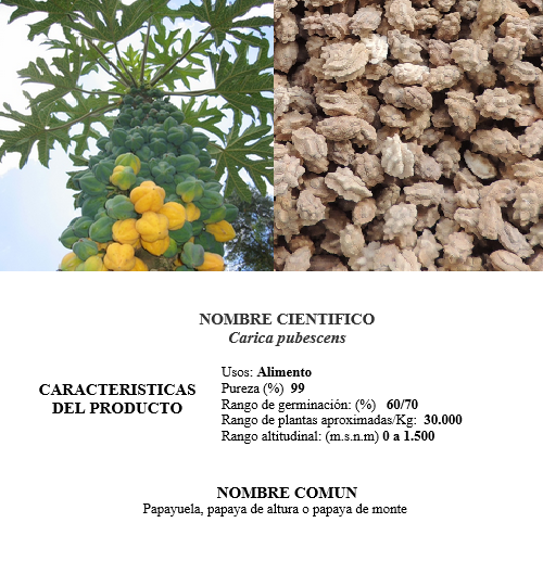 papayuela