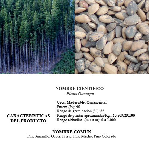 pino Oocarpa