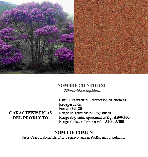 sietecueros-doradilla