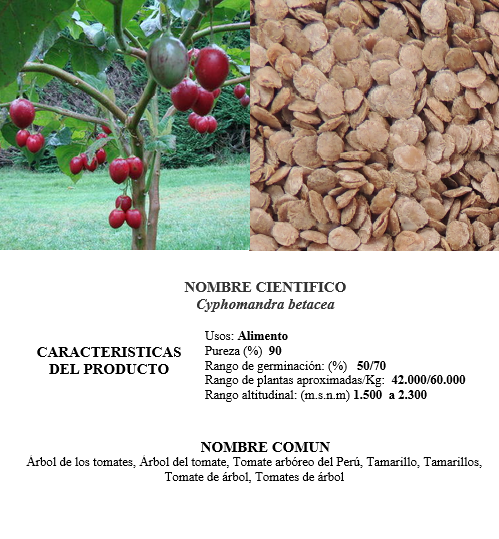 tomate de arbol rojo