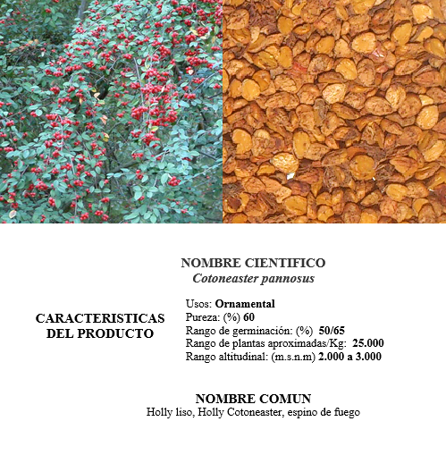 holly-rojo liso