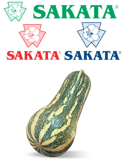 ahuyama hibrida barbara