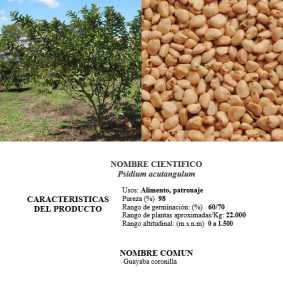 guayaba coronilla