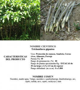 nacedero-madre de agua