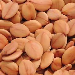 acacia_rosada
