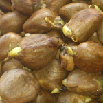 arbol_del_pan