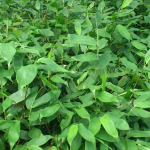 guadua
