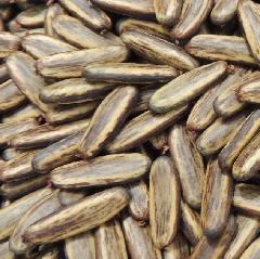 semilla_acacia_roja