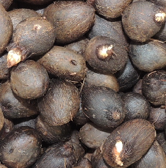 chontaduro