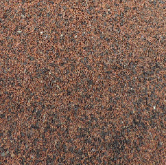 eucaliptus_cinerea