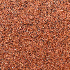 eucaliptus_grandis
