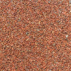 eucaliptus_robusta