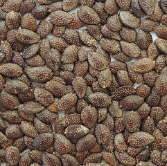 maracuya