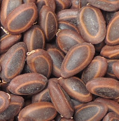 orejero