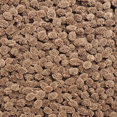 papaya_hawaiana