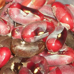 chachafruto_balu