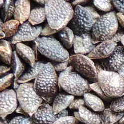curuba