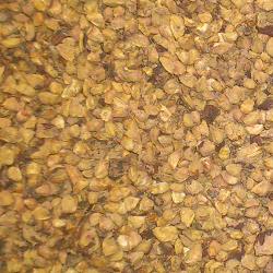 mortiño