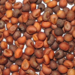 ceiba_tolua_roja