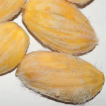 mango_hilacha