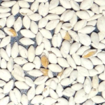 brachiaria_mulato_II