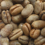 Palma_canariensis