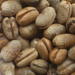 Palma_canariensis