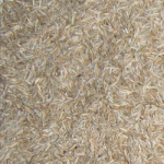Ryegrass_Jumbo