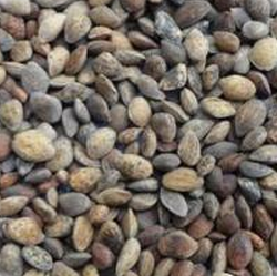 pinus_tecunumanni