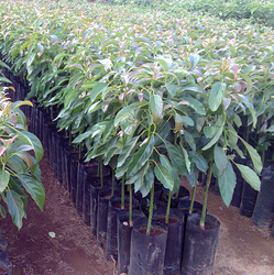 aguacate_trinidad